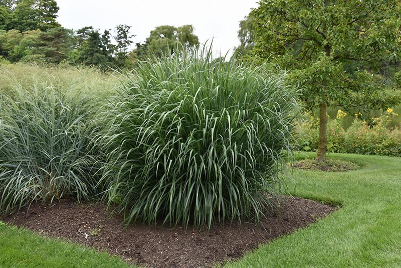 G0181 Grass, Panicum Virgatum 'dallas Blues' - View 2 from www redcrocus com