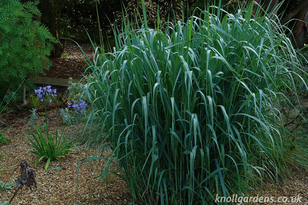 G0181 Grass, Panicum Virgatum 'dallas Blues' - View 31 from www redcrocus com