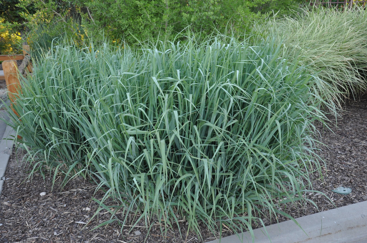 G0181 Grass, Panicum Virgatum 'dallas Blues' - View 4 from www redcrocus com