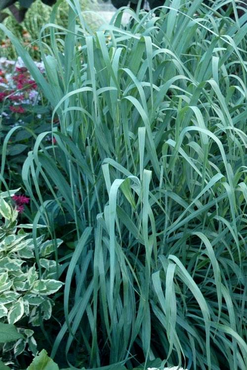 G0181 Grass, Panicum Virgatum 'dallas Blues' - View 5 from www redcrocus com