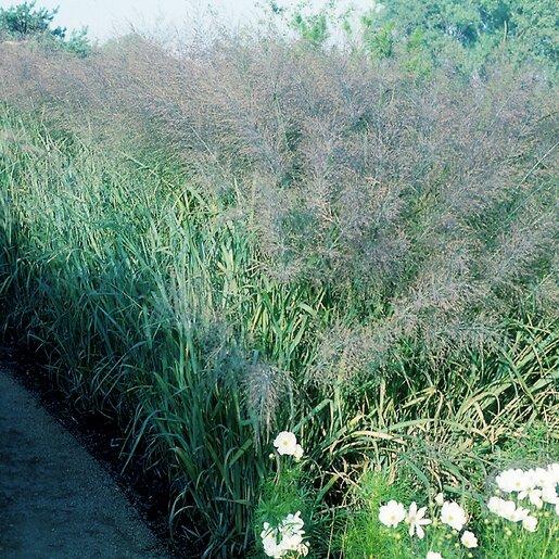 G0181 Grass, Panicum Virgatum 'dallas Blues' - View 6 from www redcrocus com