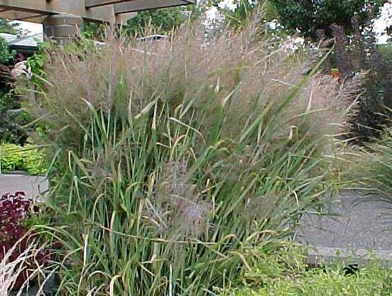 G0181 Grass, Panicum Virgatum 'dallas Blues' - View 8 from www redcrocus com