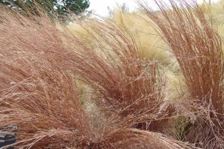 G0183 Grass, Schizachyrium Scoparium - View 10 from www redcrocus com
