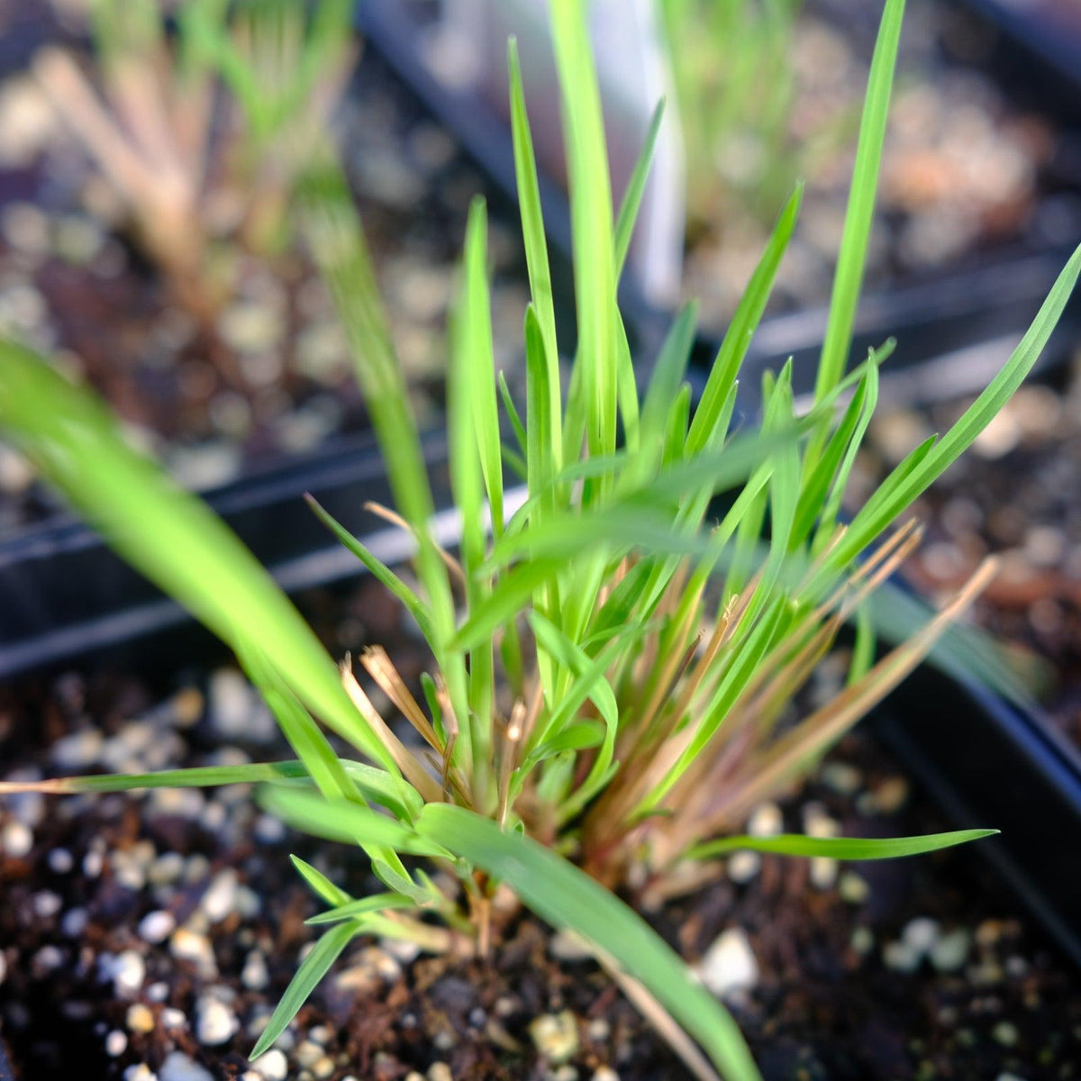 G0183 Grass, Schizachyrium Scoparium - View 11 from www redcrocus com