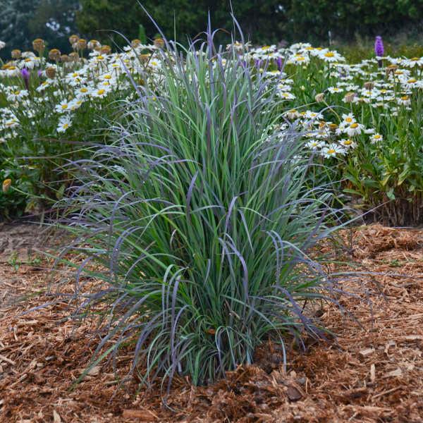 G0183 Grass, Schizachyrium Scoparium - View 12 from www redcrocus com