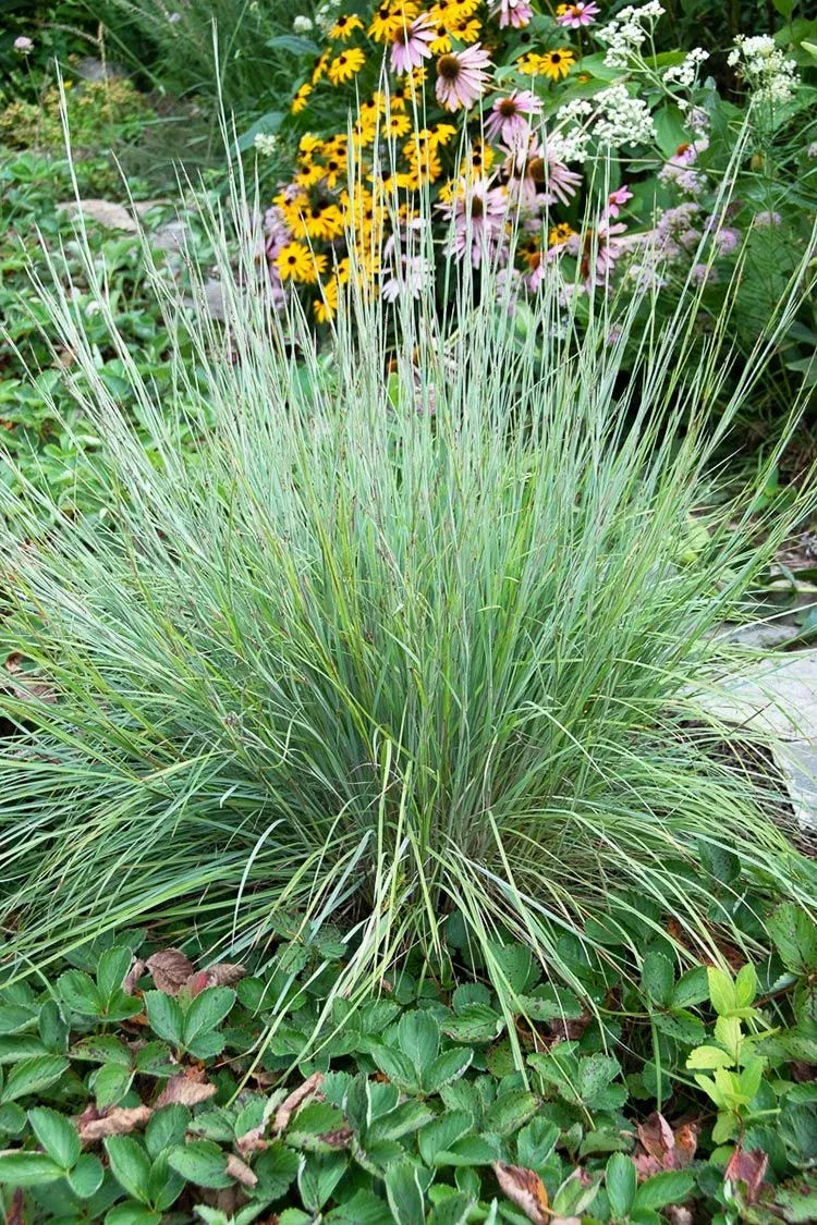 G0183 Grass, Schizachyrium Scoparium - View 16 from www redcrocus com