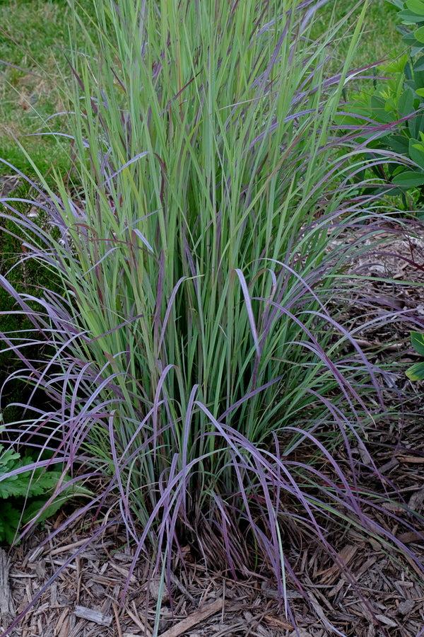 G0183 Grass, Schizachyrium Scoparium - View 18 from www redcrocus com