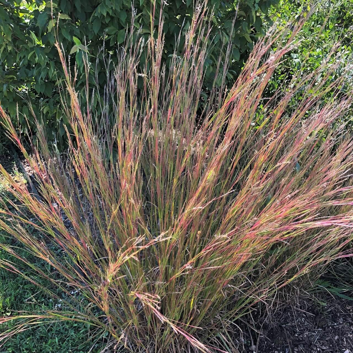 G0183 Grass, Schizachyrium Scoparium - View 19 from www redcrocus com