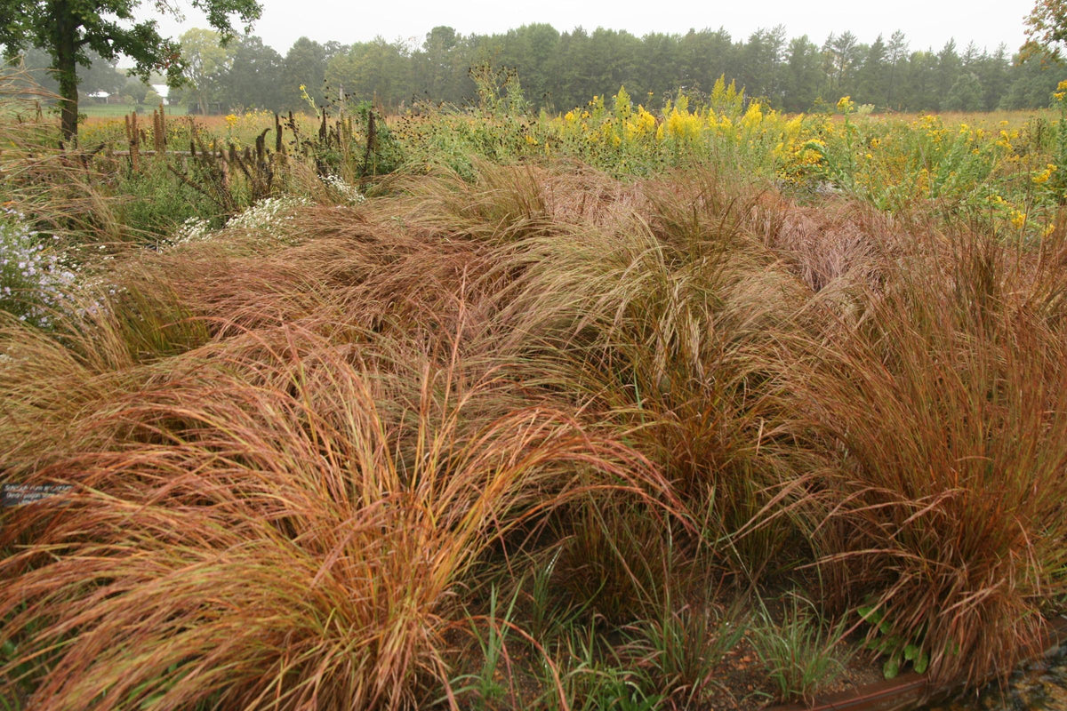 G0183 Grass, Schizachyrium Scoparium - View 23 from www redcrocus com