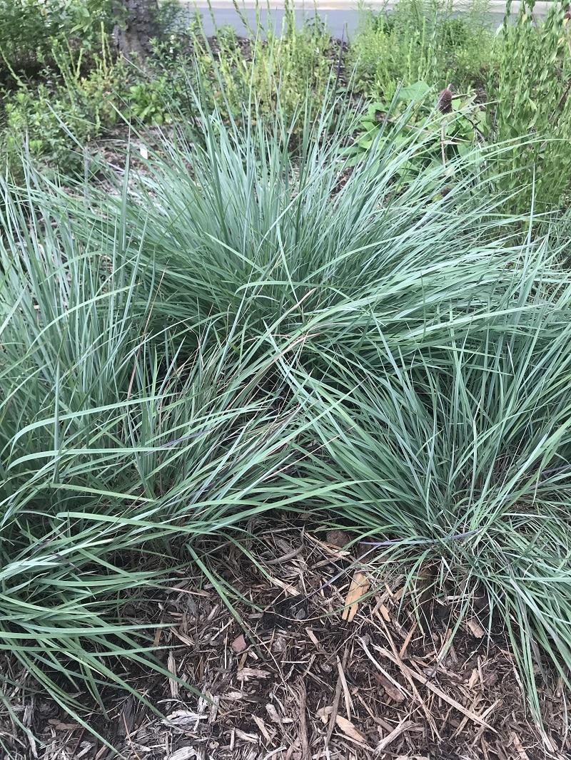 G0183 Grass, Schizachyrium Scoparium - View 24 from www redcrocus com