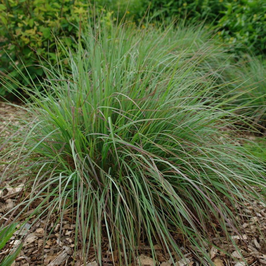 G0183 Grass, Schizachyrium Scoparium - View 25 from www redcrocus com