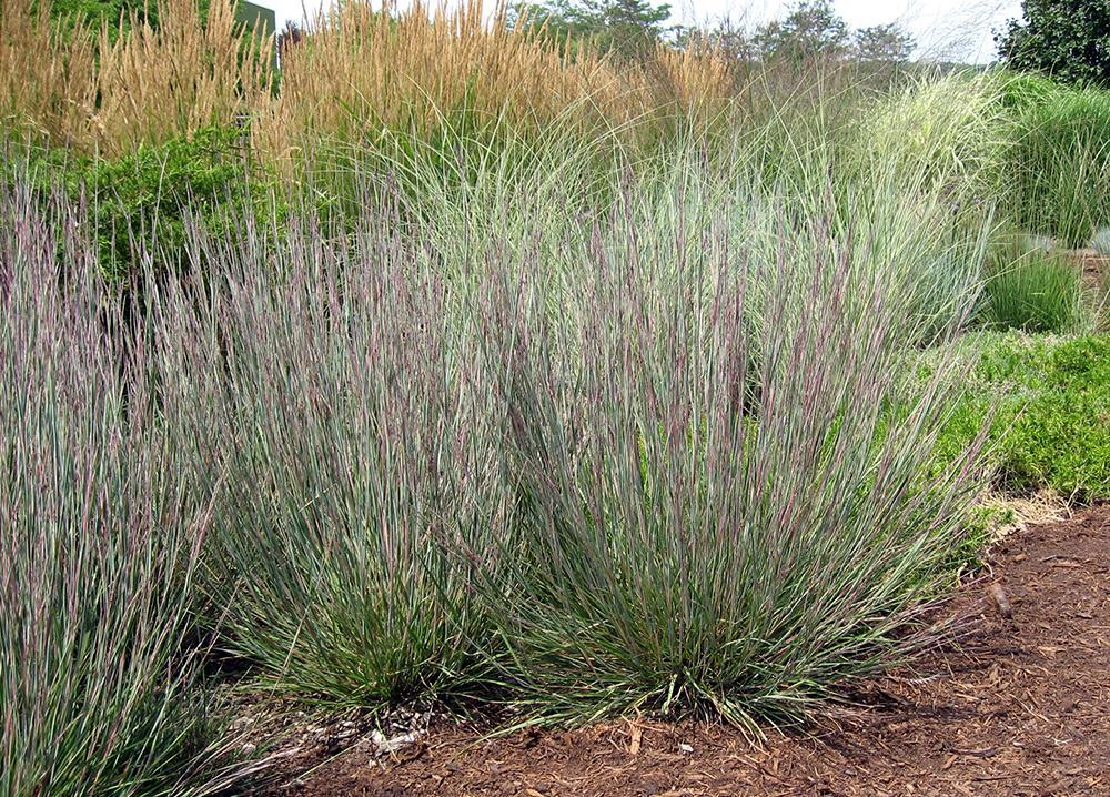G0183 Grass, Schizachyrium Scoparium - View 26 from www redcrocus com