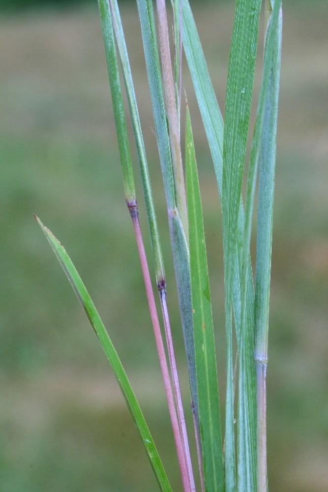 G0183 Grass, Schizachyrium Scoparium - View 27 from www redcrocus com