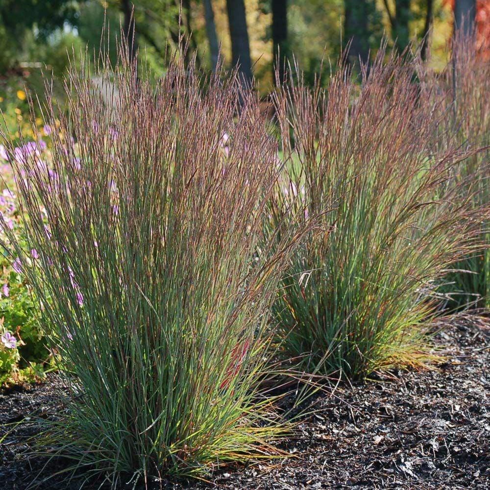 G0183 Grass, Schizachyrium Scoparium - View 28 from www redcrocus com