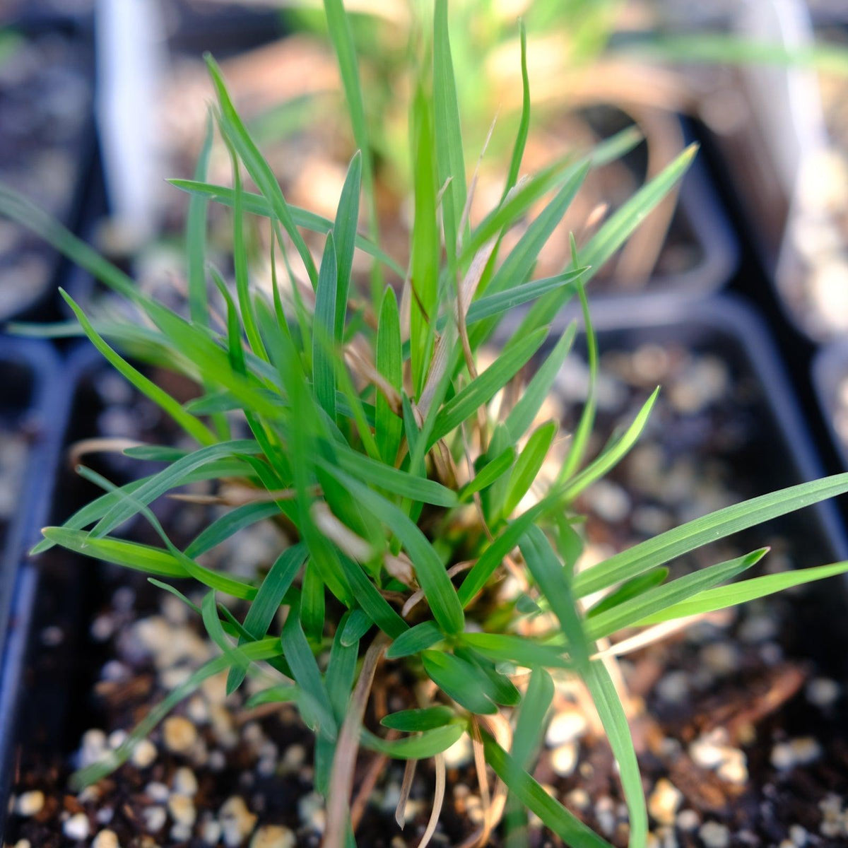 G0183 Grass, Schizachyrium Scoparium - View 29 from www redcrocus com