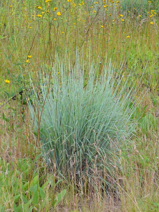 G0183 Grass, Schizachyrium Scoparium - View 2 from www redcrocus com