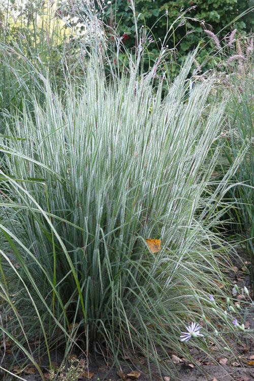 G0183 Grass, Schizachyrium Scoparium - View 30 from www redcrocus com