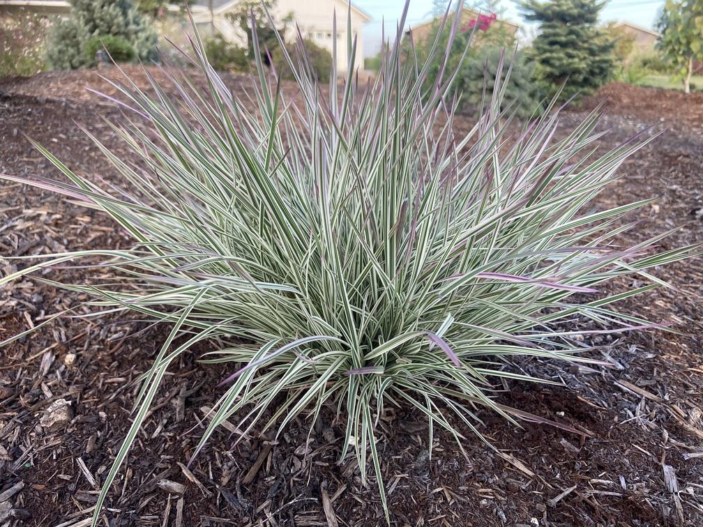 G0183 Grass, Schizachyrium Scoparium - View 31 from www redcrocus com