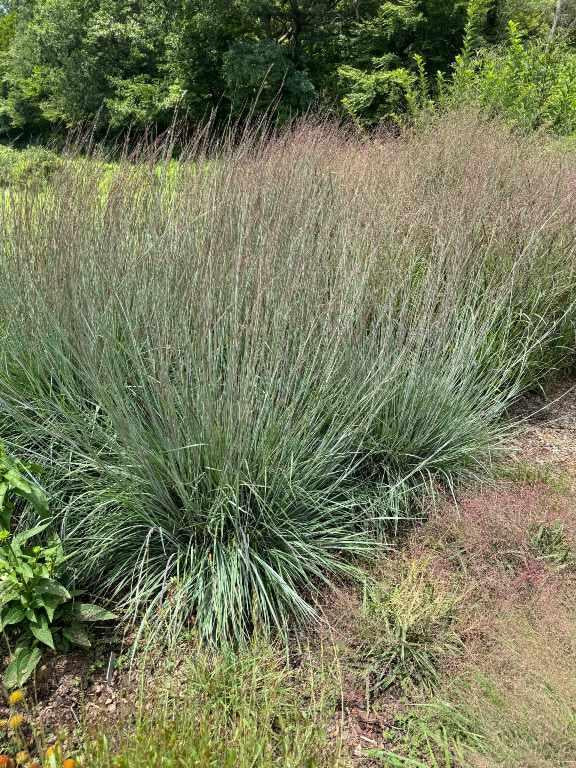 G0183 Grass, Schizachyrium Scoparium - View 32 from www redcrocus com