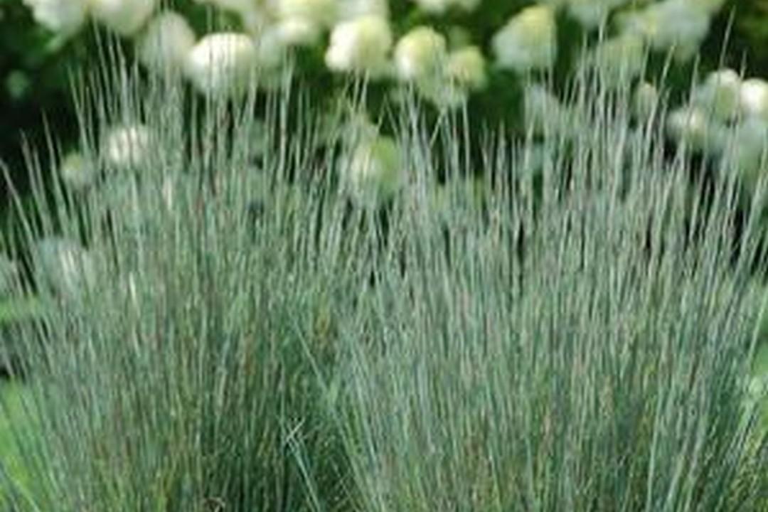 G0183 Grass, Schizachyrium Scoparium - View 33 from www redcrocus com