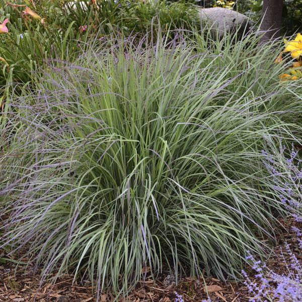 G0183 Grass, Schizachyrium Scoparium - View 34 from www redcrocus com