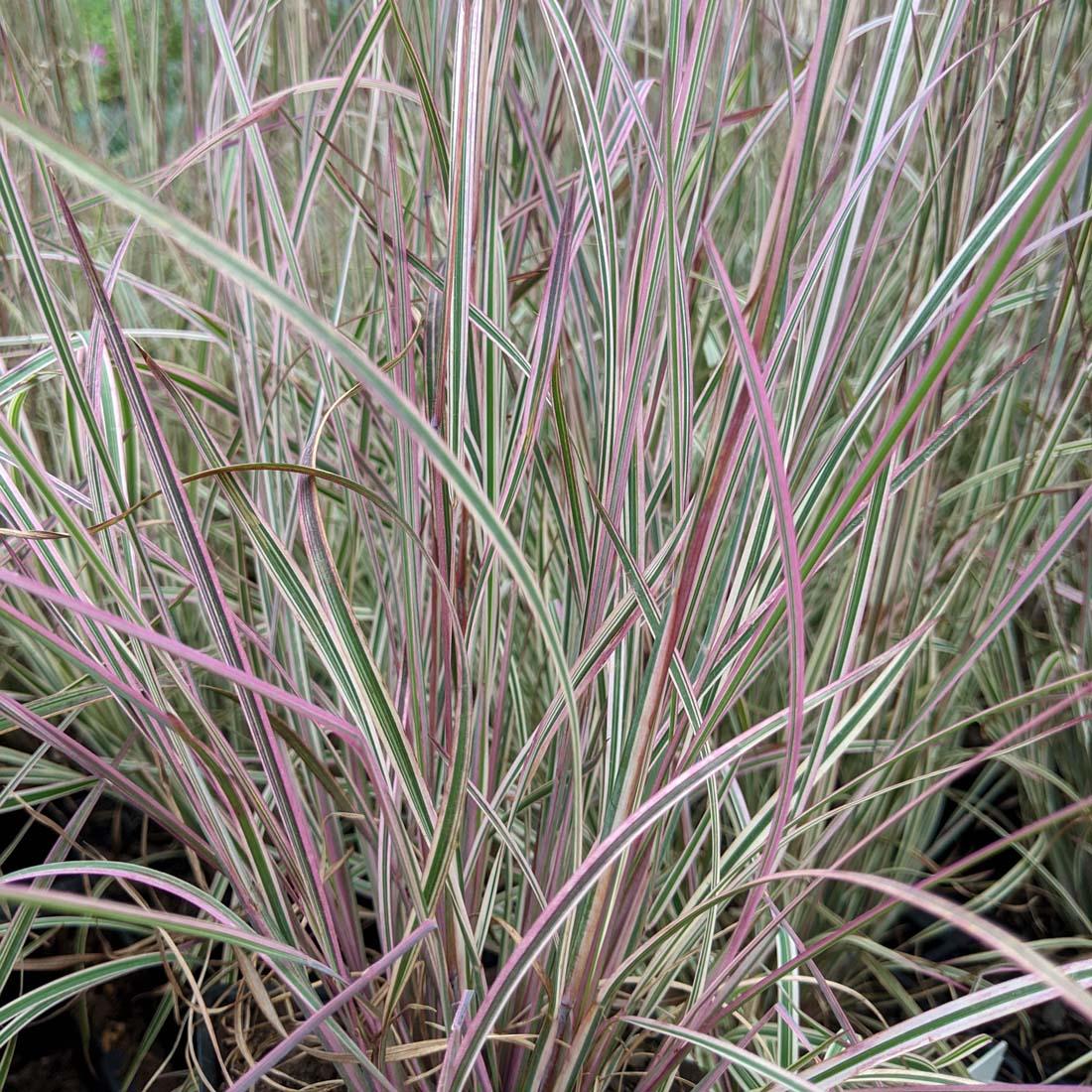 G0183 Grass, Schizachyrium Scoparium - View 35 from www redcrocus com
