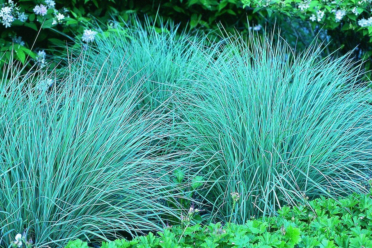 G0183 Grass, Schizachyrium Scoparium - View 36 from www redcrocus com