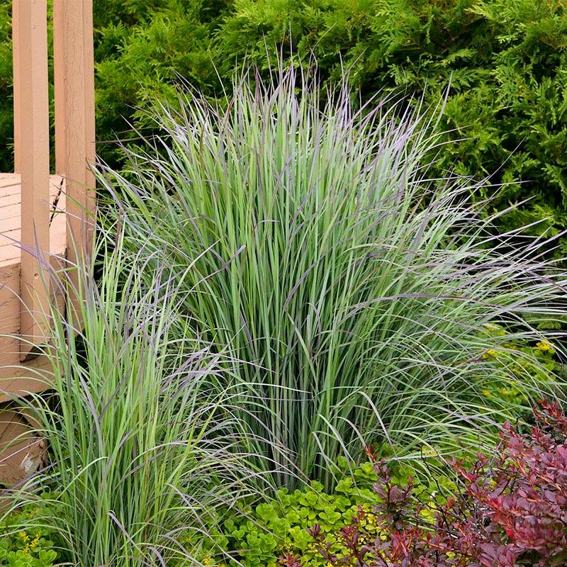 G0183 Grass, Schizachyrium Scoparium - View 37 from www redcrocus com