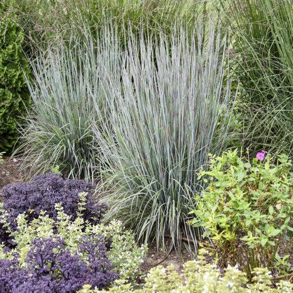 G0183 Grass, Schizachyrium Scoparium - View 3 from www redcrocus com
