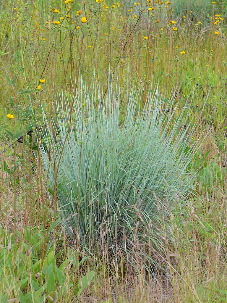 G0183 Grass, Schizachyrium Scoparium - View 7 from www redcrocus com