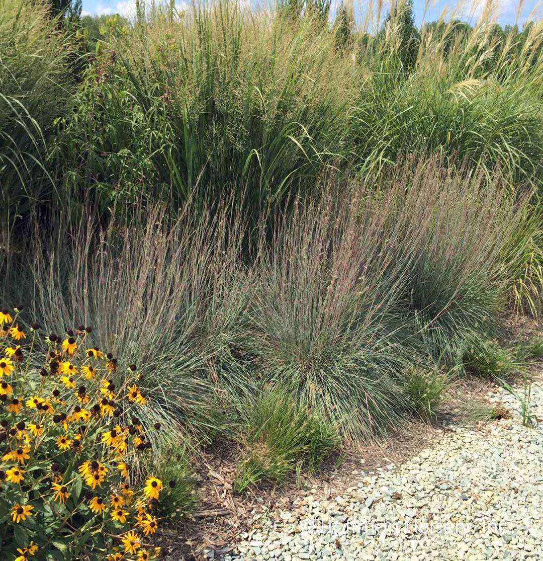 G0184 Grass, Schizachyrium Sc  'the Blues' - View 12 from www redcrocus com