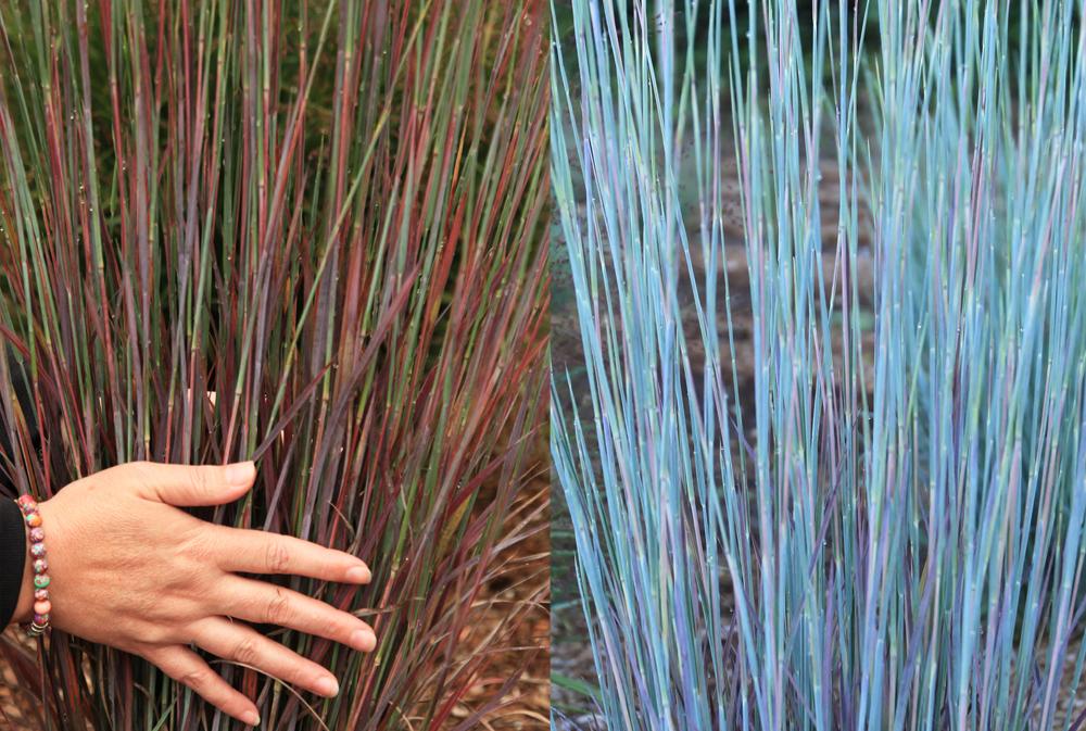 G0184 Grass, Schizachyrium Sc  'the Blues' - View 14 from www redcrocus com
