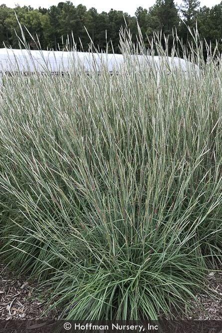 G0184 Grass, Schizachyrium Sc  'the Blues' - View 16 from www redcrocus com