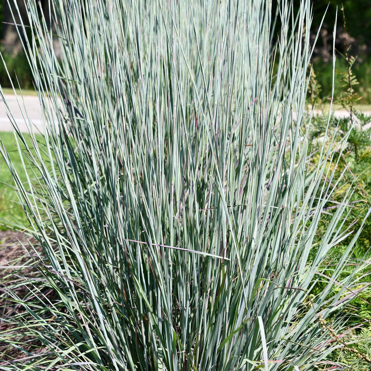 G0184 Grass, Schizachyrium Sc  'the Blues' - View 17 from www redcrocus com