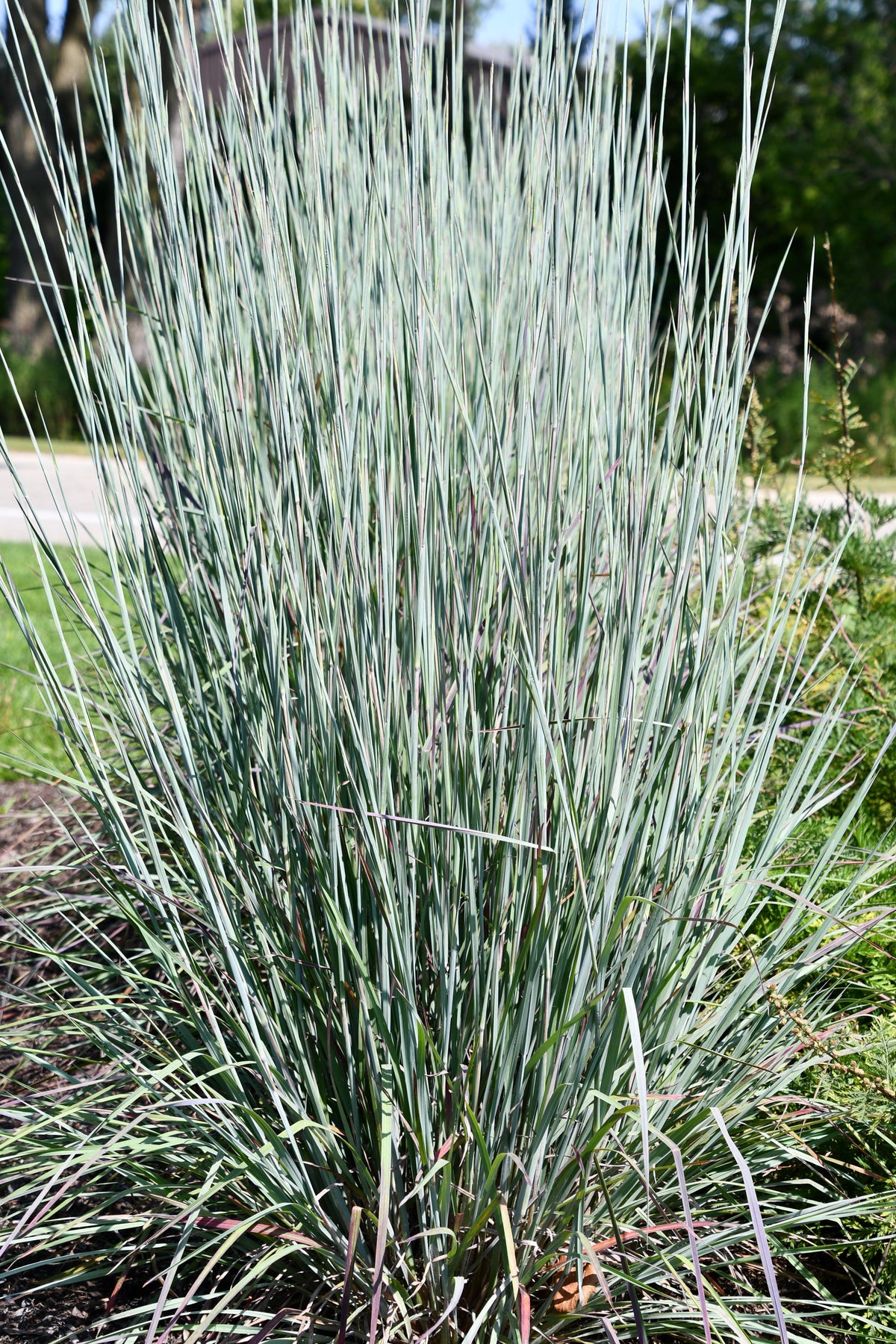 G0184 Grass, Schizachyrium Sc  'the Blues' - View 18 from www redcrocus com