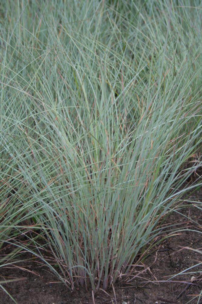 G0184 Grass, Schizachyrium Sc  'the Blues' - View 19 from www redcrocus com