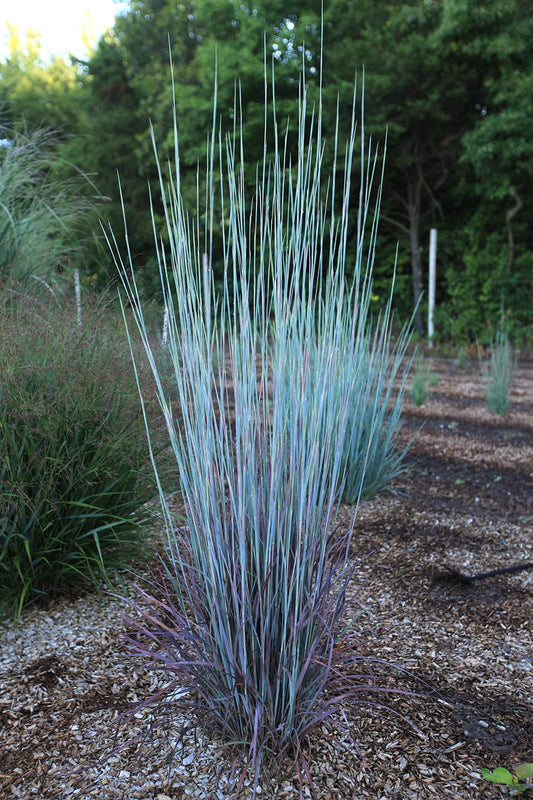 G0184 Grass, Schizachyrium Sc  'the Blues' - View 1 from www redcrocus com