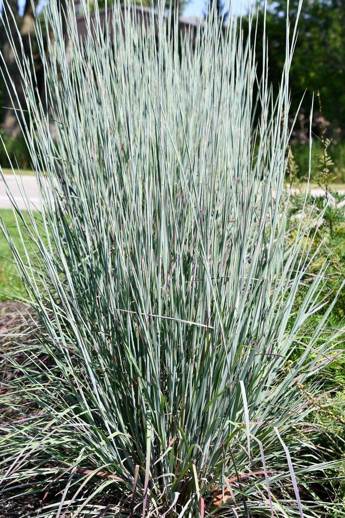 G0184 Grass, Schizachyrium Sc  'the Blues' - View 20 from www redcrocus com