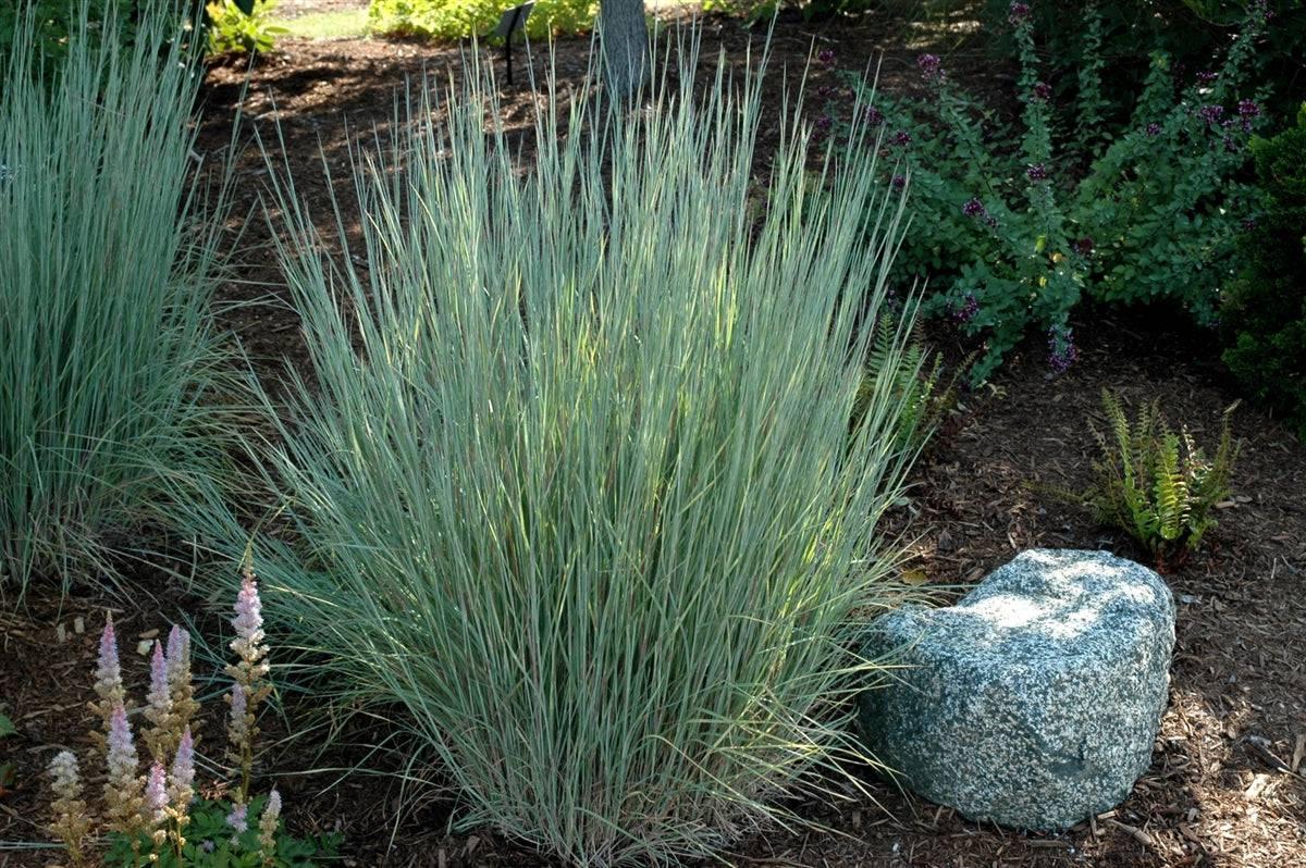 G0184 Grass, Schizachyrium Sc  'the Blues' - View 21 from www redcrocus com