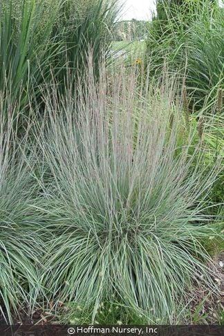 G0184 Grass, Schizachyrium Sc  'the Blues' - View 23 from www redcrocus com