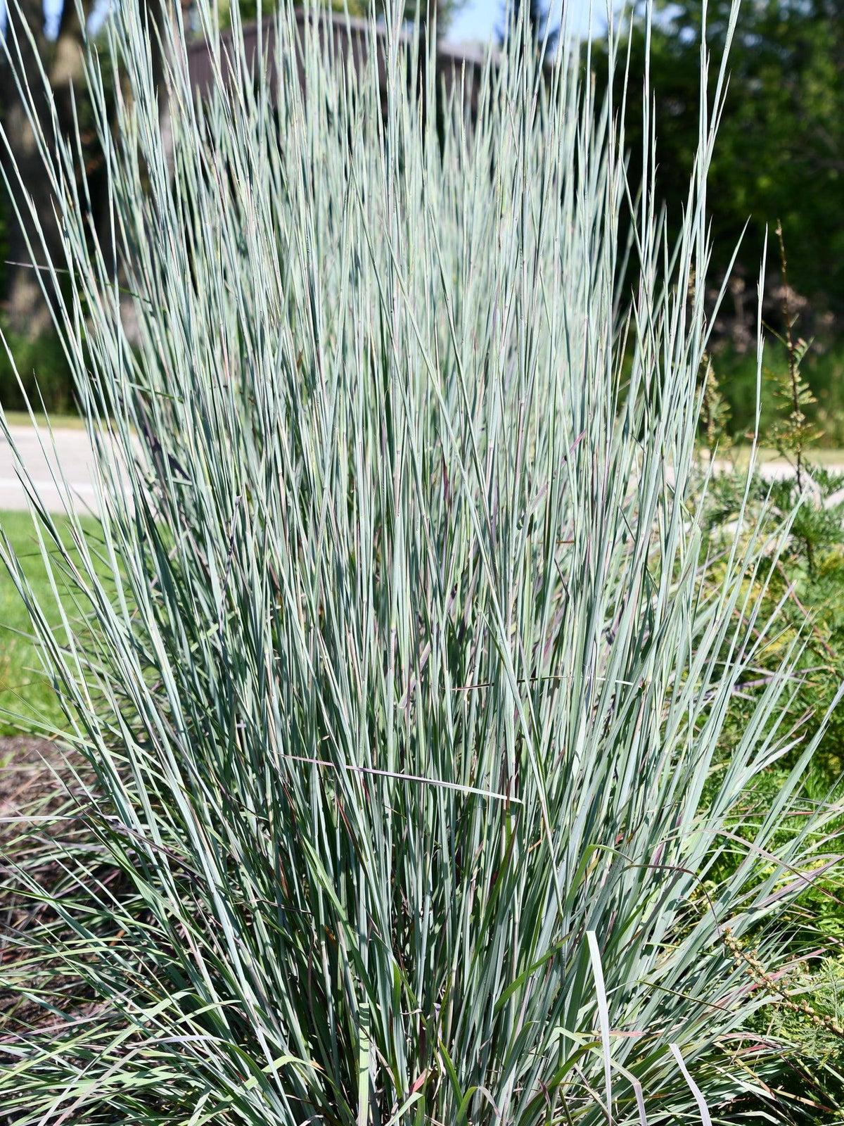 G0184 Grass, Schizachyrium Sc  'the Blues' - View 25 from www redcrocus com