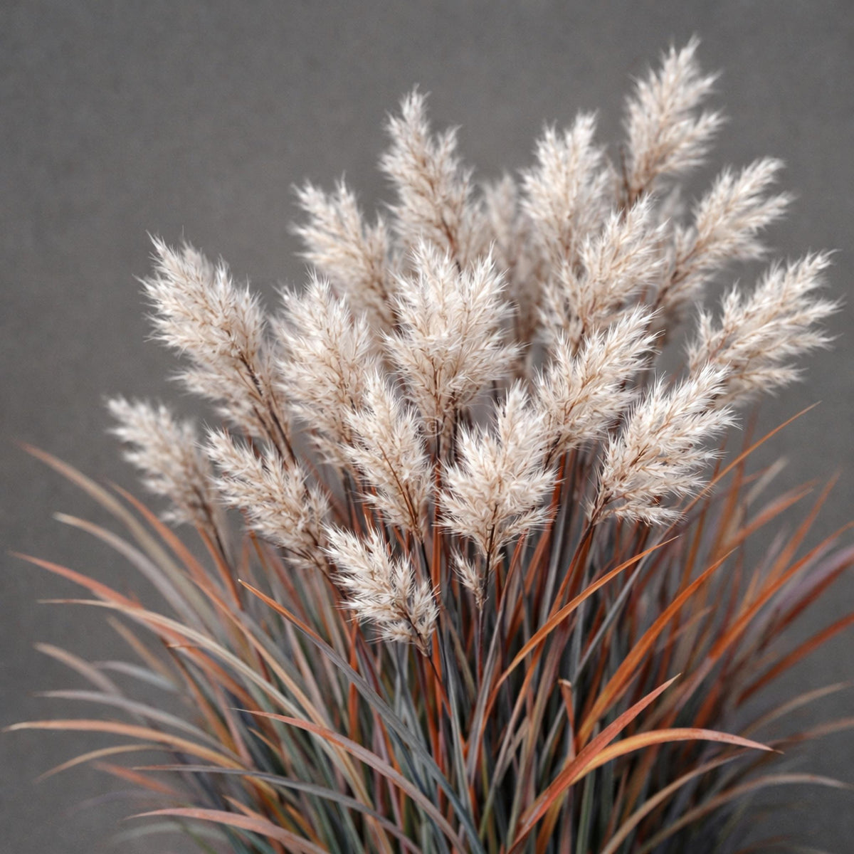 G0184 Grass, Schizachyrium Sc  'the Blues' - View 31 from www redcrocus com