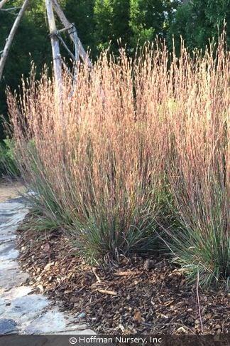 G0184 Grass, Schizachyrium Sc  'the Blues' - View 3 from www redcrocus com