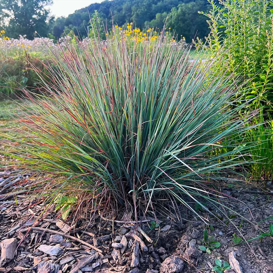 G0184 Grass, Schizachyrium Sc  'the Blues' - View 5 from www redcrocus com