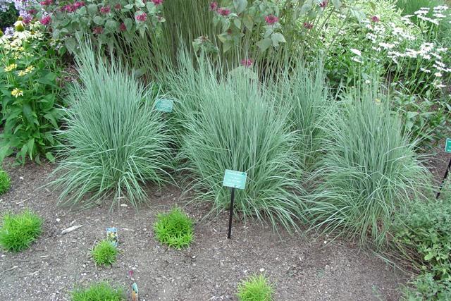 G0184 Grass, Schizachyrium Sc  'the Blues' - View 6 from www redcrocus com