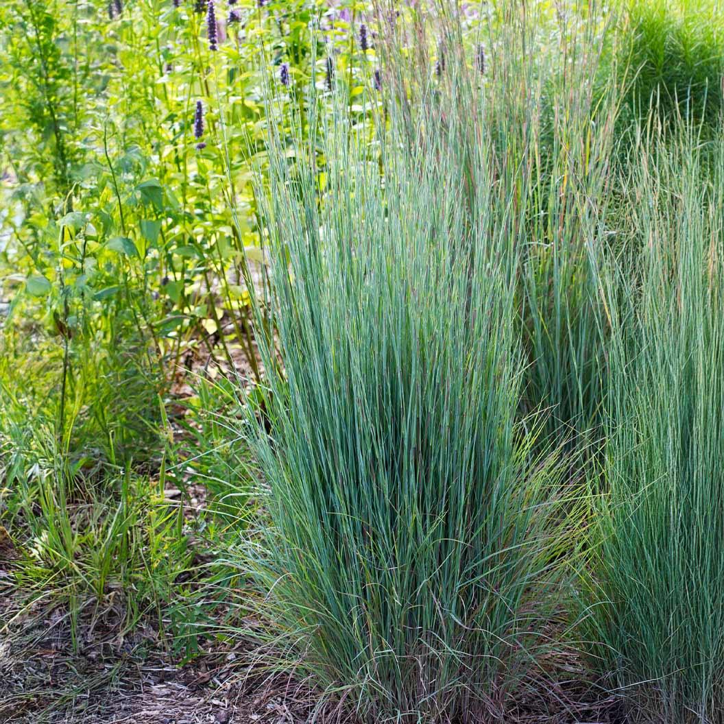 G0184 Grass, Schizachyrium Sc  'the Blues' - View 8 from www redcrocus com