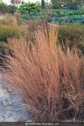 G0184 Grass, Schizachyrium Sc  'the Blues' - View 9 from www redcrocus com