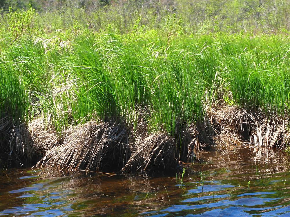 G0185 Grass, Carex Stricta - View 11 from www redcrocus com