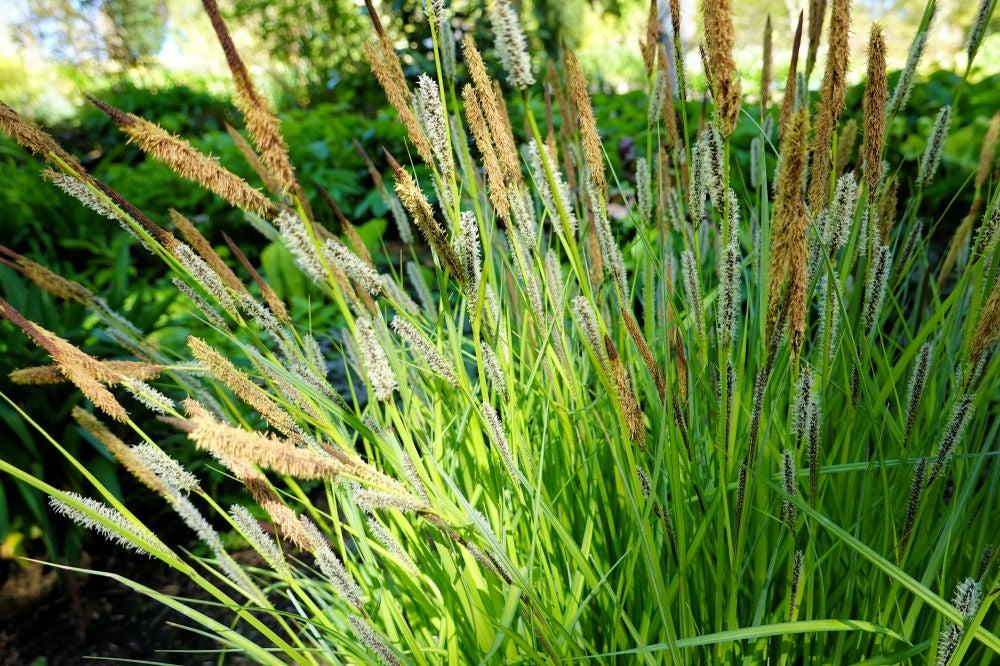 G0185 Grass, Carex Stricta - View 12 from www redcrocus com
