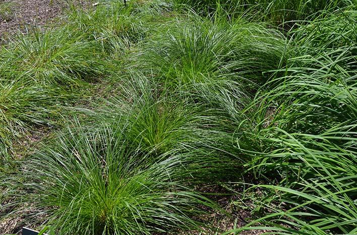 G0185 Grass, Carex Stricta - View 14 from www redcrocus com